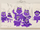 Purple's Family