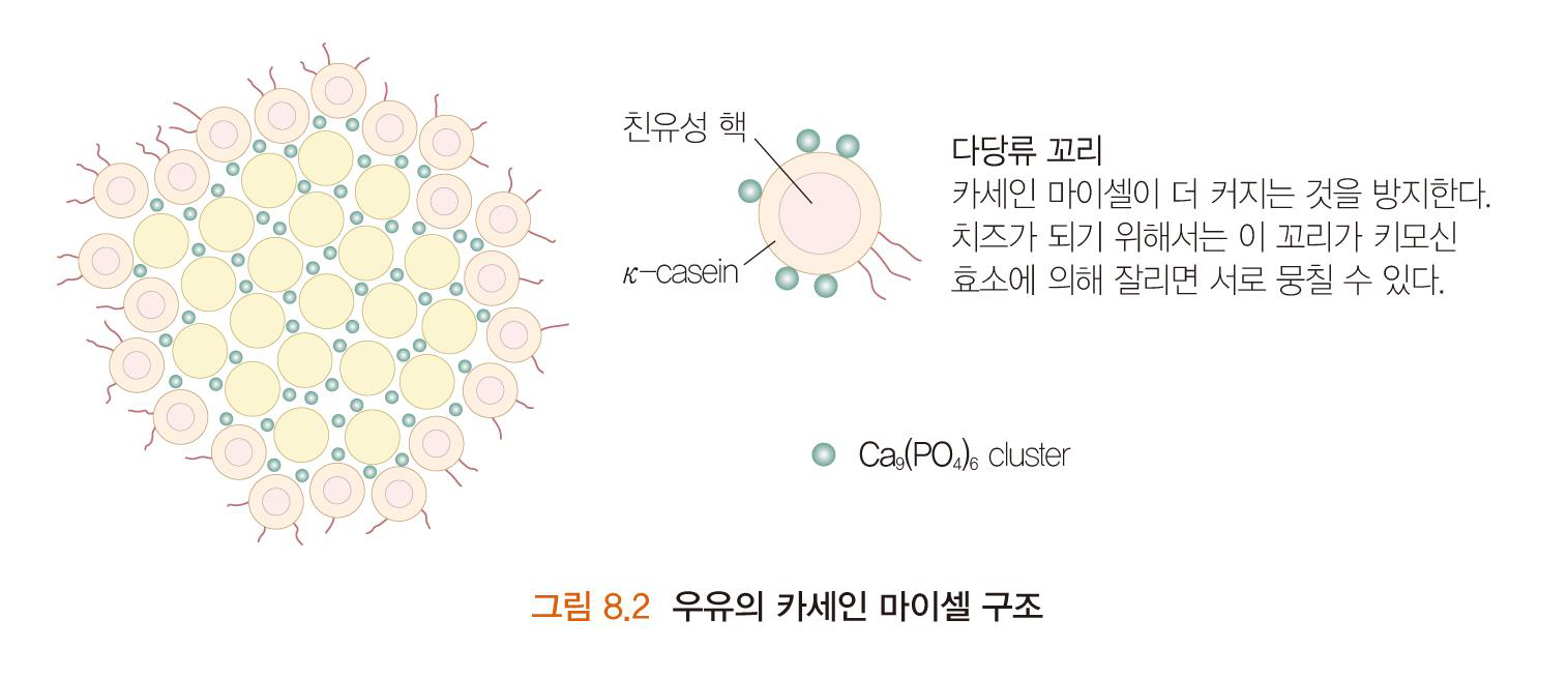 카제인 단백질의 단점과 피해야 하는 이유