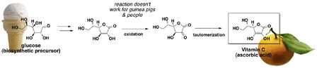 Biosynthesis-of-Vitamin-C