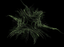 Swip.png