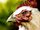 Chicken form