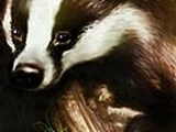 Badger (animal companion)