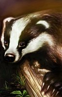 badger portrait