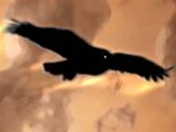 Hawk