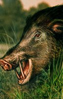 boar portrait