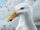 Seagull