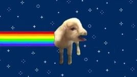 Nyan goat