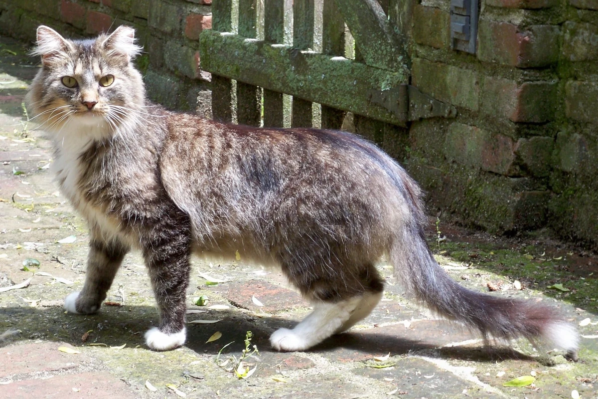 Falcongaze | Oasis Warrior Cats Wiki | Fandom