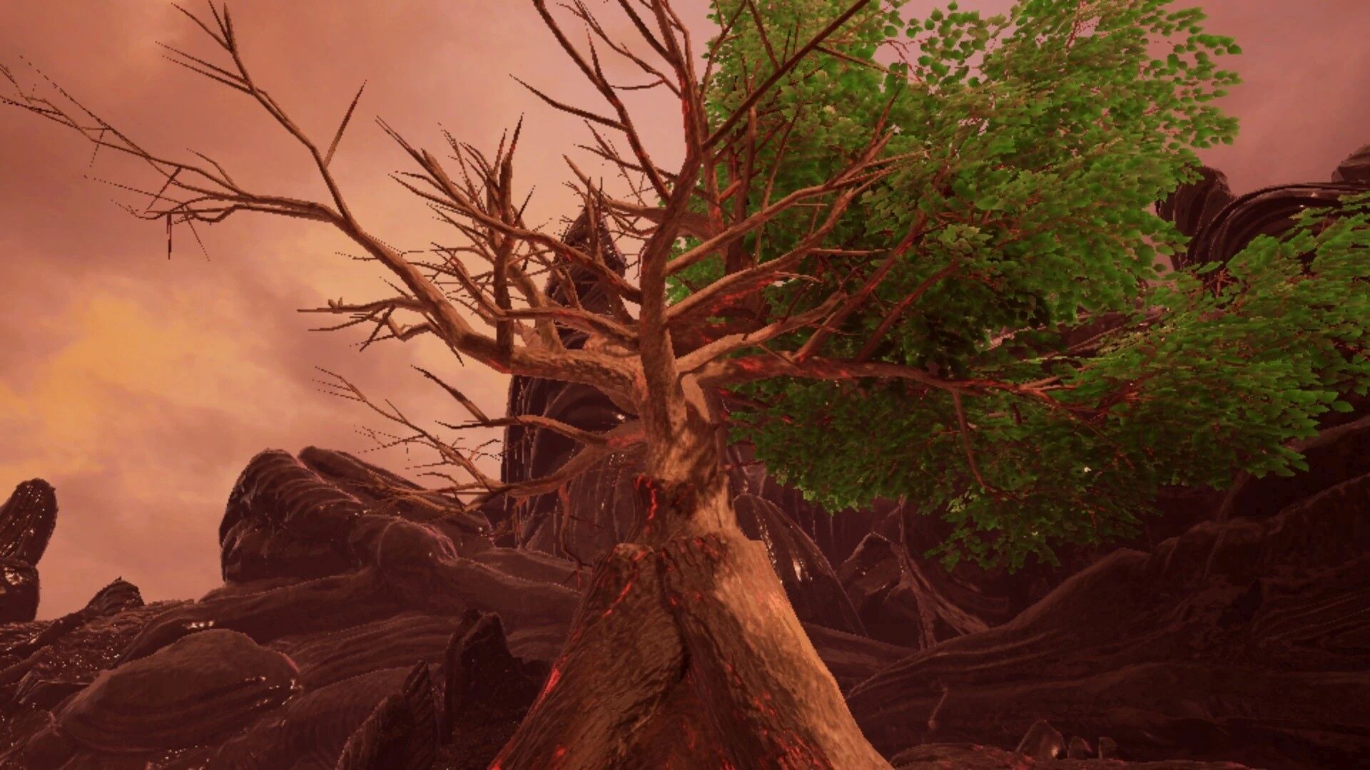 SoriaTree1.jpg