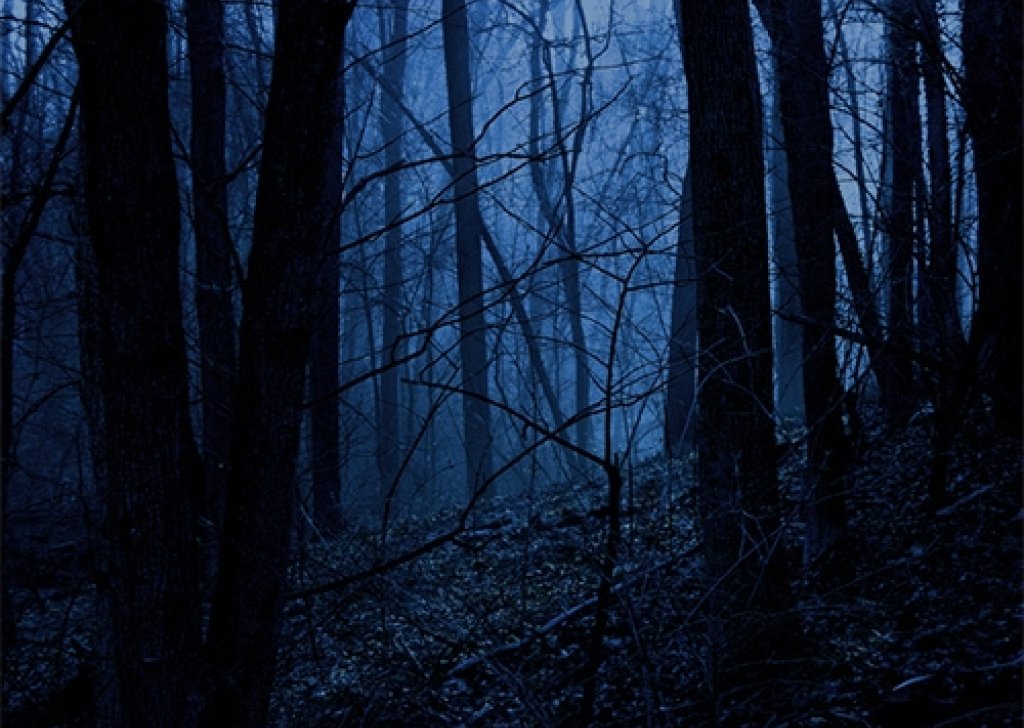 spooky forest at night