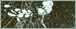 VII7.png