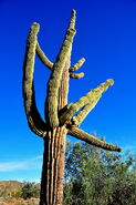 A saguaro cactus
