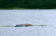 An alleged photograph snapped by Jeremy Wade