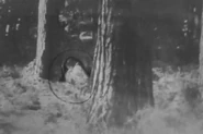 An alleged photograph