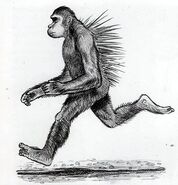 Courdray's sketch of the creature