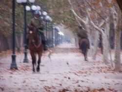 ParqueForestal