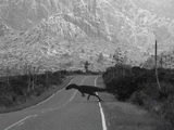 Mountain Boomers