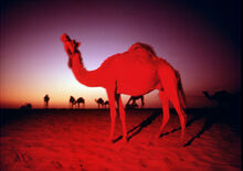 007 RED-CAMEL- Porto