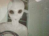 4chan Grey Alien