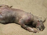 Montauk Monster