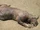 Montauk Monster