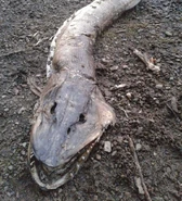 Hollingworth.png (1.69 MB) A photograph of the creature