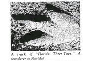 A photograph of supposed footprints