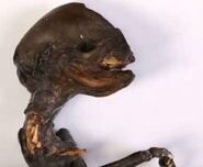 Kovahsi.jpg (31 KB) A photo of the corpse