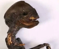 Kovahsi