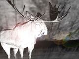 Ghost Moose