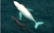 Migalloo, the world's only known albino humpback whale and a possible candidate