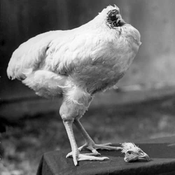 MikeHeadlessChicken
