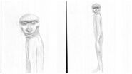 An eyewitness sketch