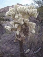 Cholla.jpg (10 KB) A typical "jumping cholla" cactus