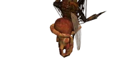 The fetus hanging from the back of the Grimp, surrounded by its own umbilical cord