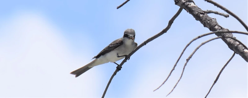 Tyrannus cubensis Observations oiseaux Wiki Fandom