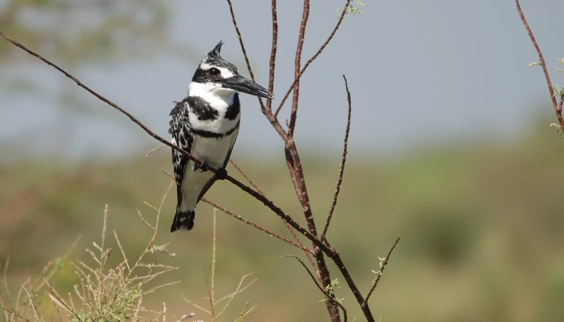 Halcyon senegalensis Observations oiseaux Wiki Fandom