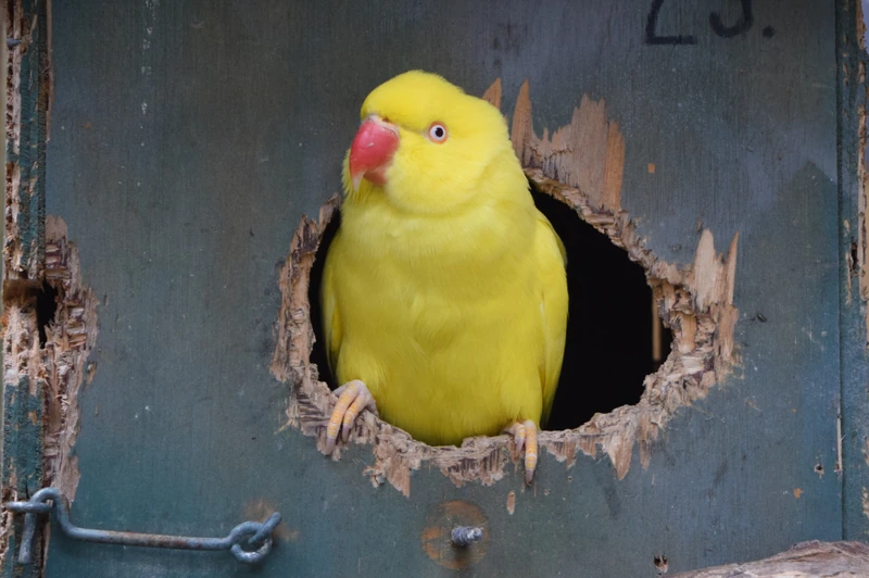 Polytelis anthopeplus Observations oiseaux Wiki Fandom