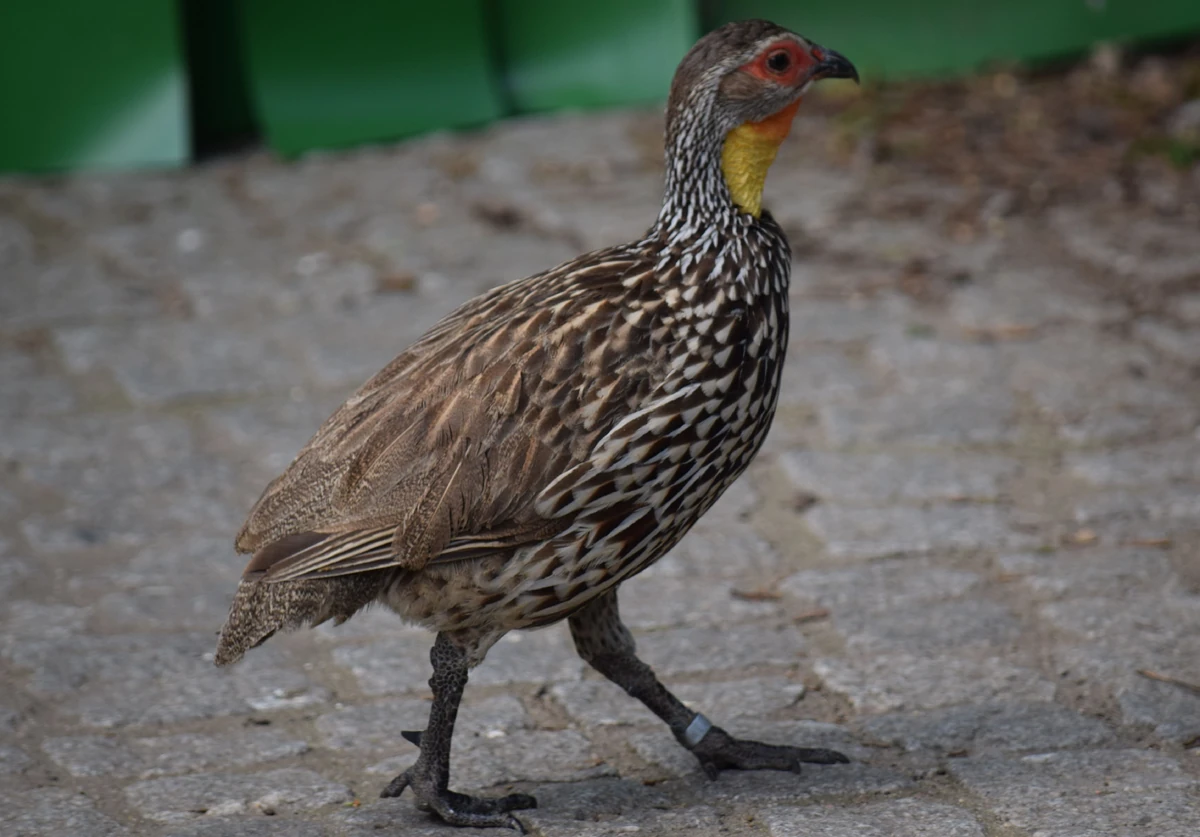 Pternistis leucoscepus Observations oiseaux Wiki Fandom