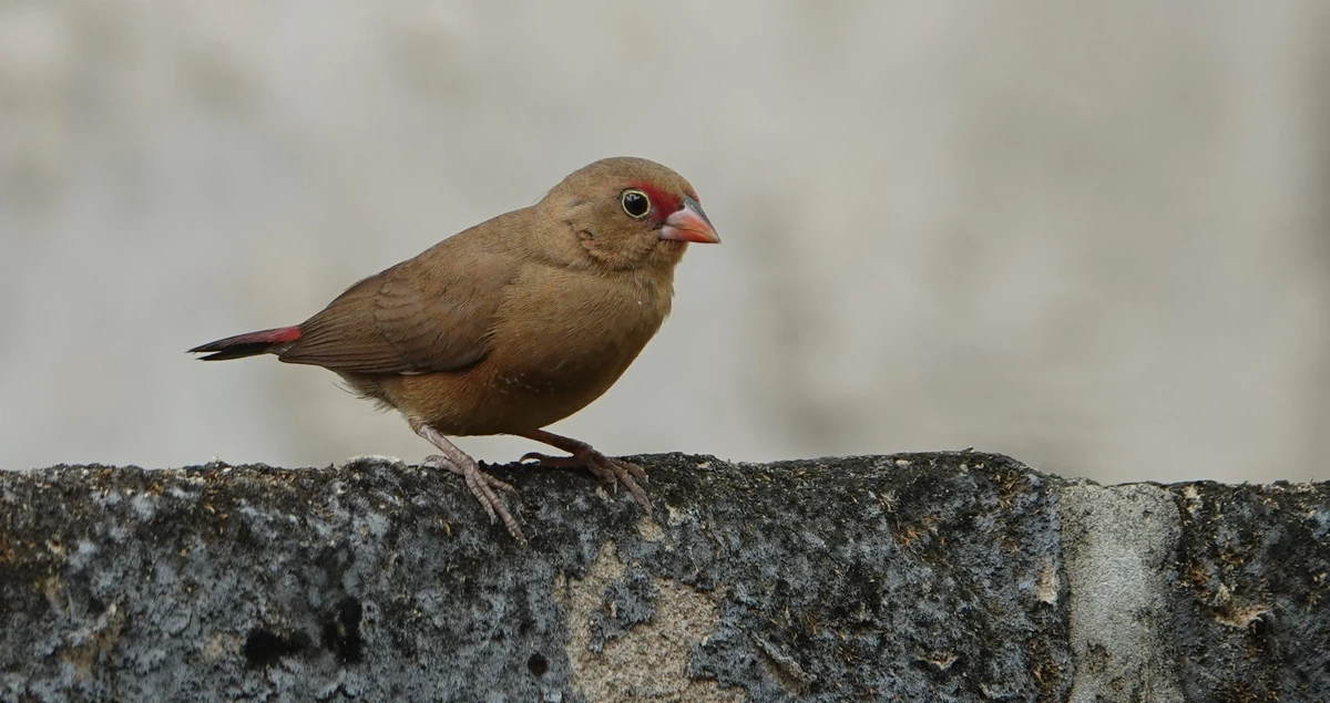 Lagonosticta senegala Observations oiseaux Wiki Fandom