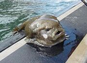 Lumpfish1