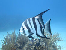 Atlantic-spadefish-c2a9melinda-riger-g-b-scuba-copy