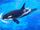 Killer Whale