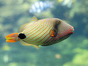 Orange-lined Triggerfish