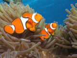 Clownfish