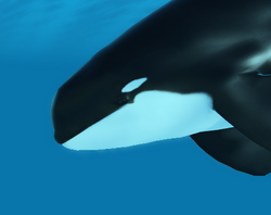 Hungry Orca, Roblox Wiki