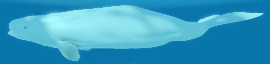 Beluga in Roblox 3 