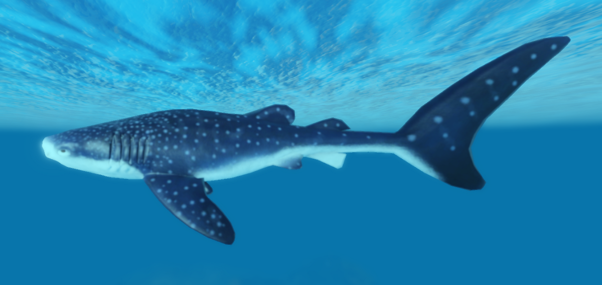 whale shark baby