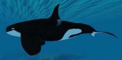 Hungry Orca, Roblox Wiki