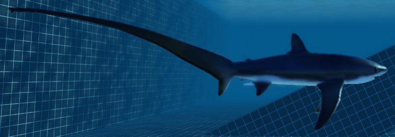 pelagic thresher shark